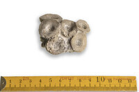 F 00839
<br/>
<br/>
<em></em>